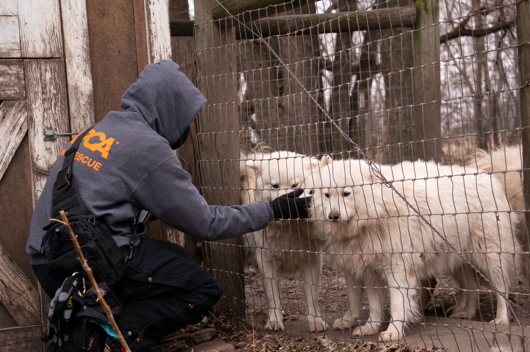 FIR_PuppyMill_WorthCo_IA_Nov1218_0053.JPG